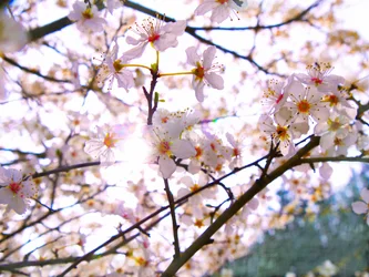 Spring Blossom